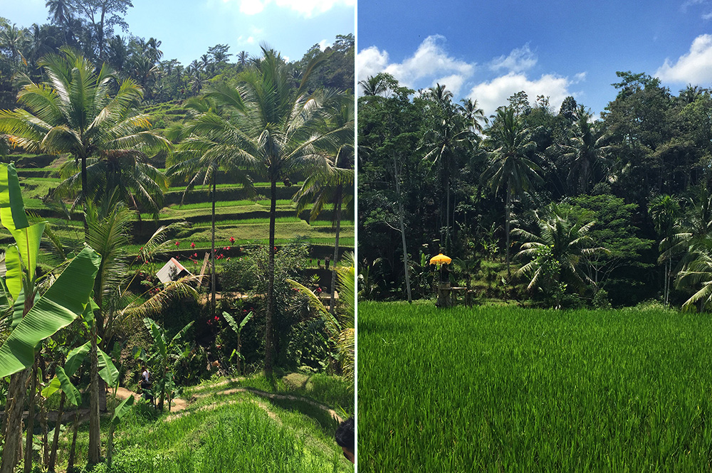 Bali_10-Tegallalang  RiceTerraces (3)